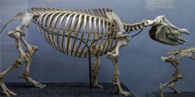 link to Bones 3